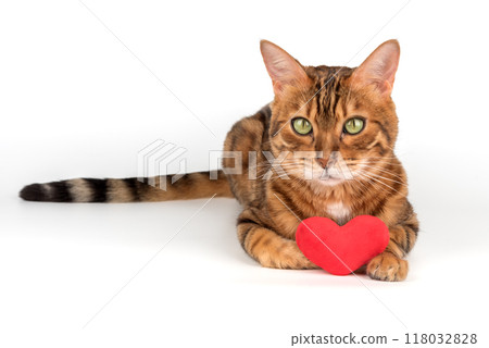 Bengal cat with red plush heart isolated 118032828