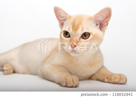 Red Burmese kitten on white background. 118032841