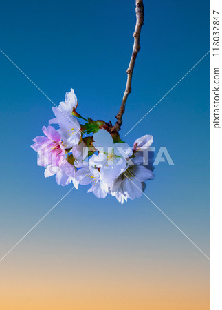 White and pink flowers of the sakura (wild cherry) tree against the blue sky in the garden, Ukraine White and pink flowers of the sakura (wild cherry) tree against the blue sky in the garden, Ukraine 118032847