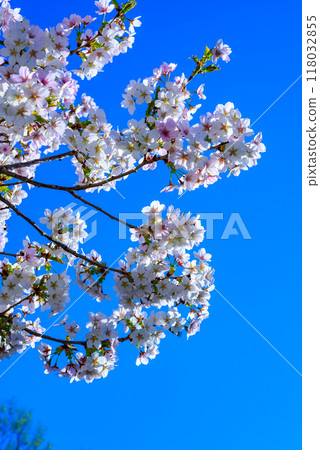 White and pink flowers of the sakura (wild cherry) tree against the blue sky in the garden, Ukraine 118032855