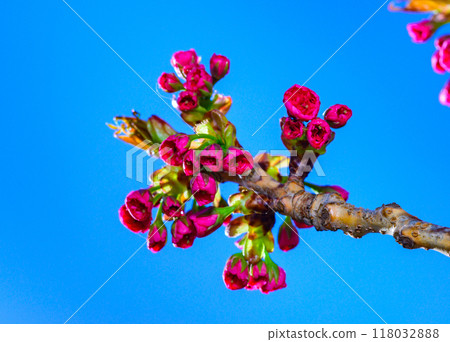 Unopened buds of pink flowers of the sakura (wild cherry) tree against the blue sky in the garden, Ukraine 118032888