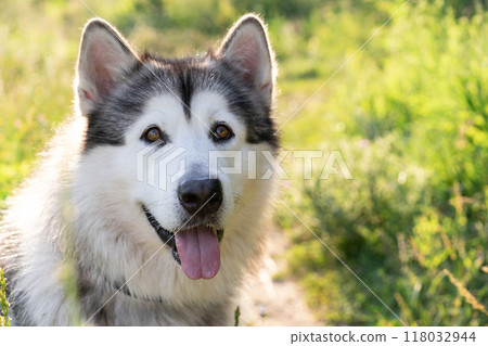 Cute alaskan malamute on summer nature 118032944