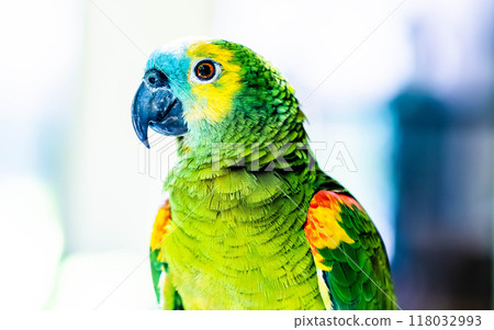 Colorful parrot close up 118032993