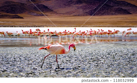 Flamingos at the lagoon 118032999