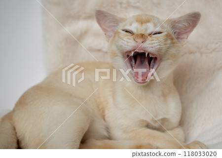 Funny yawning Burmese kitten. Funny yawning Burmese kitten. 118033020