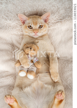 Kitten lies on a cozy blanket hugging a toy. 118033021