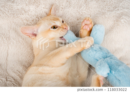Kitten lies on a cozy blanket, hugging a toy. Kitten lies on a cozy blanket, hugging a toy. 118033022