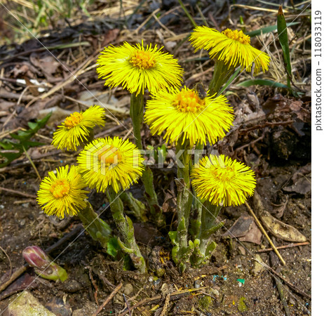 Coltsfoot (Tussilago farfara), a medicinal plant that blooms in early spring Coltsfoot (Tussilago farfara), a medicinal plant that blooms in early spring 118033119