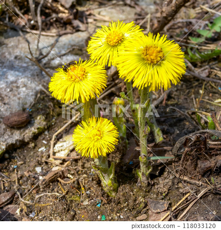 Coltsfoot (Tussilago farfara), a medicinal plant that blooms in early spring Coltsfoot (Tussilago farfara), a medicinal plant that blooms in early spring 118033120