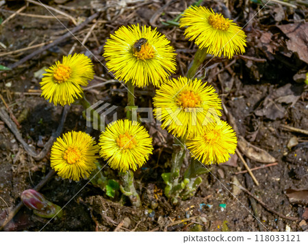 Coltsfoot (Tussilago farfara), a medicinal plant that blooms in early spring 118033121