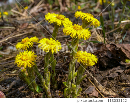 Coltsfoot (Tussilago farfara), a medicinal plant that blooms in early spring 118033122