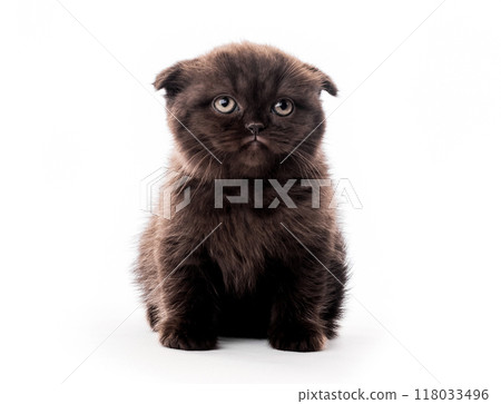 Cute furry dark kitten looking aside isolated Cute furry dark kitten looking aside isolated 118033496