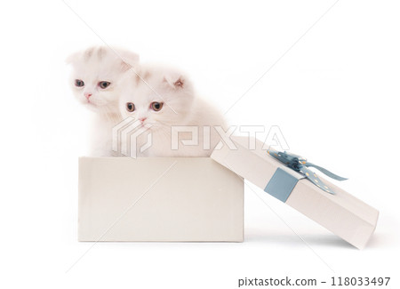 White kittens in gift box isolated White kittens in gift box isolated 118033497