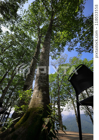 藍天可見從樹之間 藍天可見從樹之間 118033558