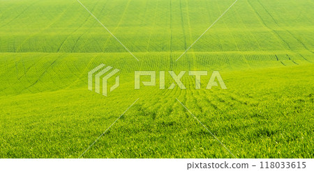 Field with green grass 118033615