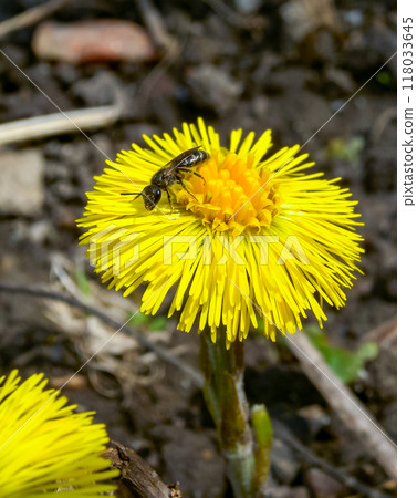Coltsfoot (Tussilago farfara), a medicinal plant that blooms in early spring 118033645