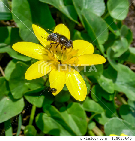 Insects on flowers lesser celandine or pilewort (Ficaria verna, Ranunculus ficaria) Insects on flowers lesser celandine or pilewort (Ficaria verna, Ranunculus ficaria) 118033646