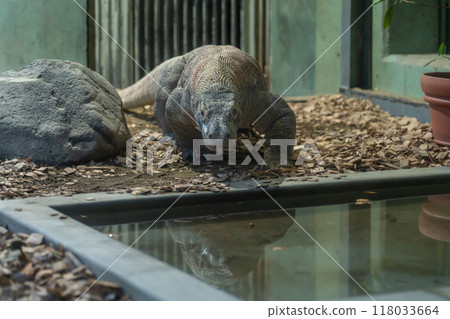 東山動植物園、科莫多龍太郎（愛知縣名古屋市） 118033664