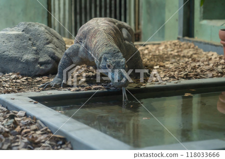東山動植物園、科莫多龍太郎（愛知縣名古屋市） 118033666