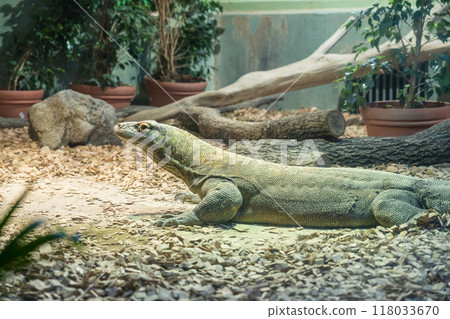 東山動植物園、科莫多龍太郎（愛知縣名古屋市） 118033670