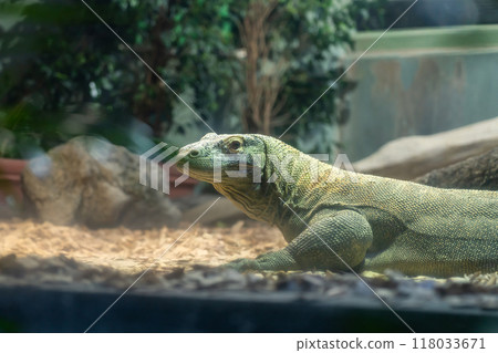 Higashiyama Zoo and Botanical Gardens, Komodo dragon Taro (Nagoya, Aichi Prefecture) 118033671