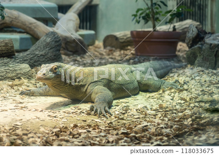 Higashiyama Zoo and Botanical Gardens, Komodo dragon Taro (Nagoya, Aichi Prefecture) Higashiyama Zoo and Botanical Gardens, Komodo dragon Taro (Nagoya, Aichi Prefecture) 118033675