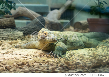 東山動植物園、科莫多龍太郎(愛知縣名古屋市) 東山動植物園、科莫多龍太郎(愛知縣名古屋市) 118033679