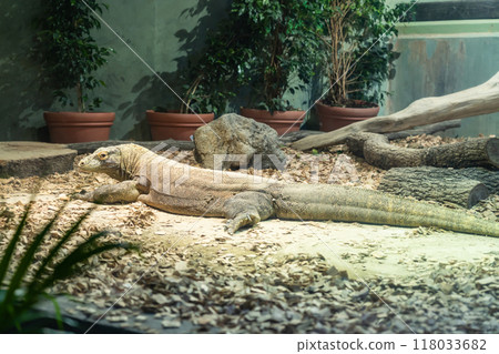 Higashiyama Zoo and Botanical Gardens, Komodo dragon Taro (Nagoya, Aichi Prefecture) Higashiyama Zoo and Botanical Gardens, Komodo dragon Taro (Nagoya, Aichi Prefecture) 118033682