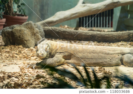 Higashiyama Zoo and Botanical Gardens, Komodo dragon Taro (Nagoya, Aichi Prefecture) Higashiyama Zoo and Botanical Gardens, Komodo dragon Taro (Nagoya, Aichi Prefecture) 118033686