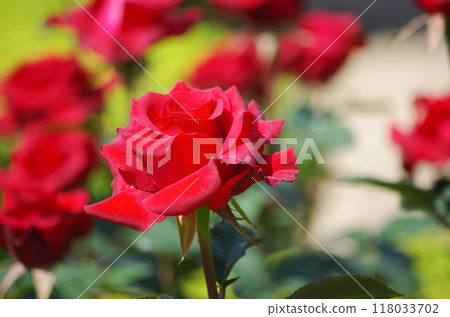 一朵紅玫瑰 一朵紅玫瑰 118033702