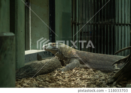 Higashiyama Zoo and Botanical Gardens, Komodo dragon Taro (Nagoya, Aichi Prefecture) Higashiyama Zoo and Botanical Gardens, Komodo dragon Taro (Nagoya, Aichi Prefecture) 118033703