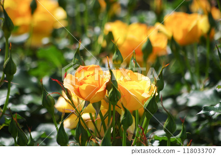 Yellow roses bathed in the spring sunshine 118033707