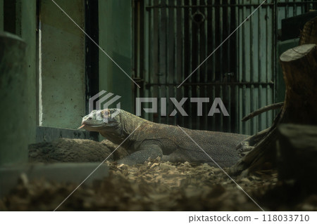 東山動植物園、科莫多龍太郎（愛知縣名古屋市） 118033710