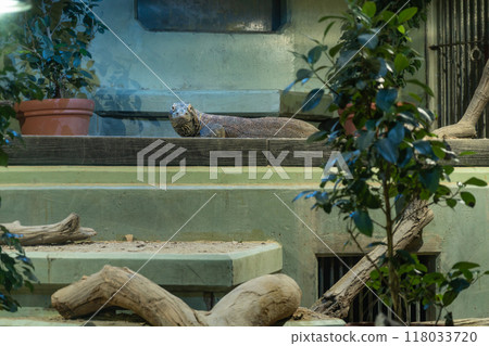 Higashiyama Zoo and Botanical Gardens, Komodo dragon Taro (Nagoya, Aichi Prefecture) 118033720
