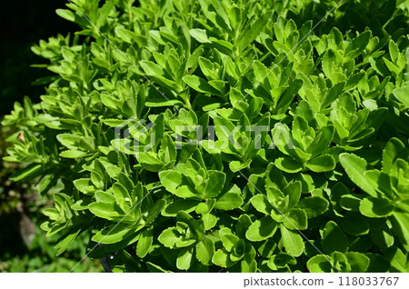 Fresh green leaves of perennial plant, Geranium gracilis (Casaniales) Fresh green leaves of perennial plant, Geranium gracilis (Casaniales) 118033767