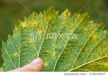 Detail of leaf rust in a leaves of blackberry plant. 118034047