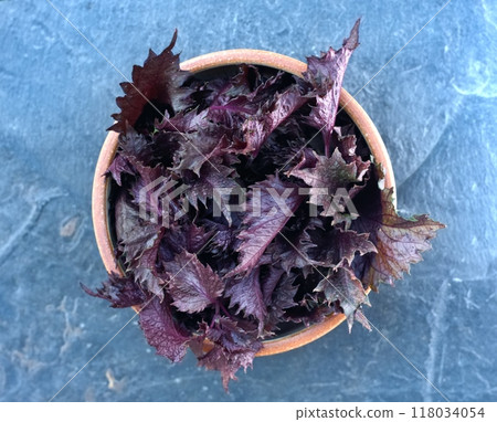 Fresh leaves of purple Perilla frutescens var. crispa in a bowl on the stone table, flat lay. 118034054