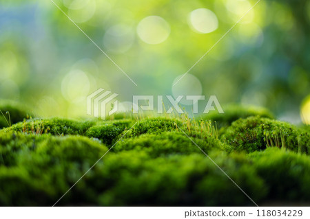 Moss background, green moss on wooden background blur nature 118034229