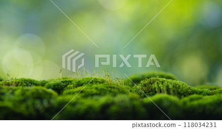 Moss background, green moss on wooden background blur nature 118034231