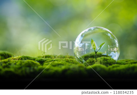 Young tree growing in moss and green nature background Young tree growing in moss and green nature background 118034235