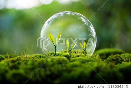 Trees grow on moss in green nature,Growing in green nature and protecting the growth of nature and trees Trees grow on moss in green nature,Growing in green nature and protecting the growth of nature and trees 118034243