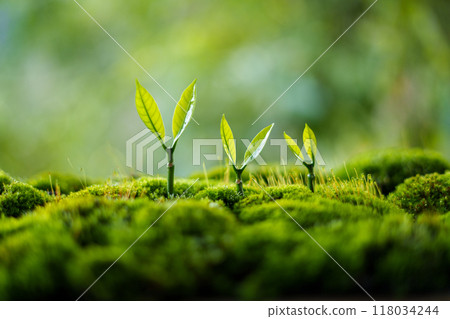 Trees grow on moss in green nature,Growing in green nature and protecting the growth of nature and trees 118034244
