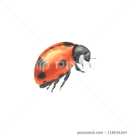 Red ladybug with black speckles side view with folded wings. Hand drawn watercolor illustration on the theme of animals and insects. Element isolated from the background. 118034264