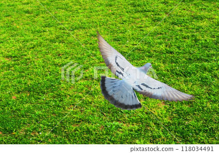 公園裡鴿子(斑鳩、原鴿)飛翔的風景 公園裡鴿子(斑鳩、原鴿)飛翔的風景 118034491