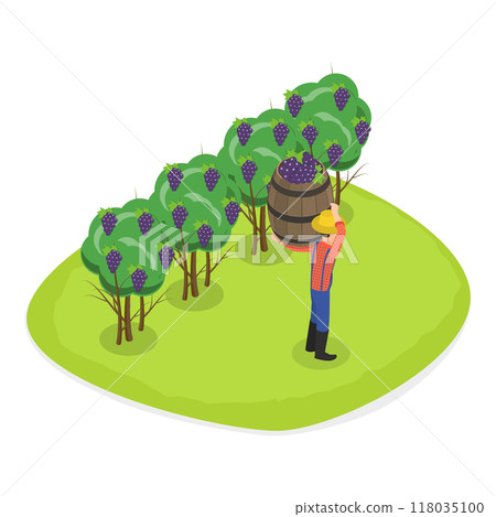3D Isometric Flat  Illustration of Vineyard Harvesting. Item 1 118035100