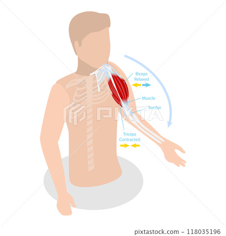 3D Isometric Flat  Illustration of Anatomical Contracted And Relaxed Arm Muscular. Item 2 118035196