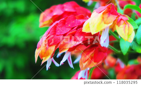 甲備莊花盛開的景色 甲備莊花盛開的景色 118035295