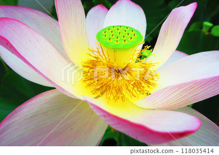 Lotus flowers at Adachi Horinouchi Park (Adachi Ward, Tokyo) (photographed in 2024) 118035414