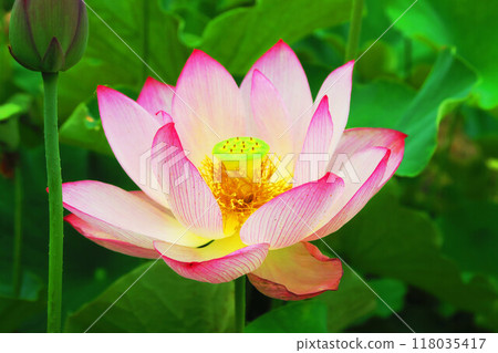 Lotus flowers at Adachi Horinouchi Park (Adachi Ward, Tokyo) (photographed in 2024) Lotus flowers at Adachi Horinouchi Park (Adachi Ward, Tokyo) (photographed in 2024) 118035417