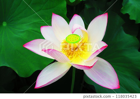 足立堀之內公園的蓮花風景（東京都足立區）（攝於2024年） 118035423